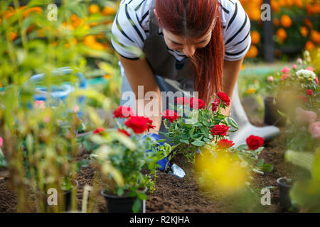 Foto von agronom Frau Pflanzen rote Rosen im Garten im Sommer Tag Stockfoto