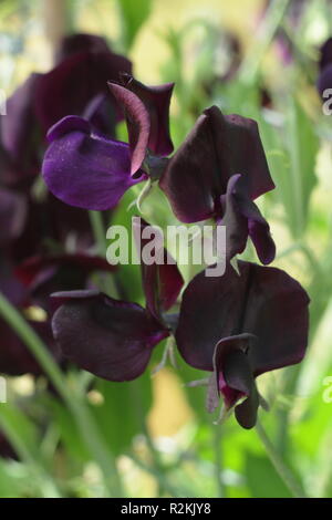 Lathyrus Odoratus. Sweet pea "fast schwarz" einen duftenden, moderne grandiflora Kletterer, Großbritannien Stockfoto