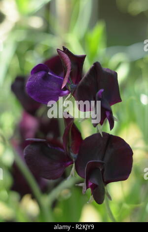 Lathyrus Odoratus. Sweet pea "fast schwarz" einen duftenden, moderne grandiflora Kletterer, Großbritannien Stockfoto