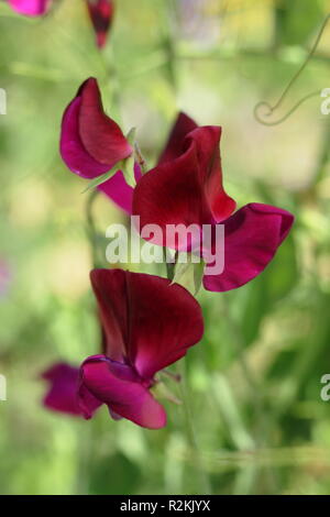 Lathyrus Odoratus' Jack Ellis' eine moderne grandiflora Sweet pea Blüte in einem Englischen Garten, Großbritannien Stockfoto