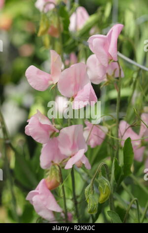 Lathyrus Odoratus. Sweet pea 'Prima Donna', einem altmodischen Sweet Pea, aus denen Spencer Sorten abgeleitet sind, Großbritannien Stockfoto