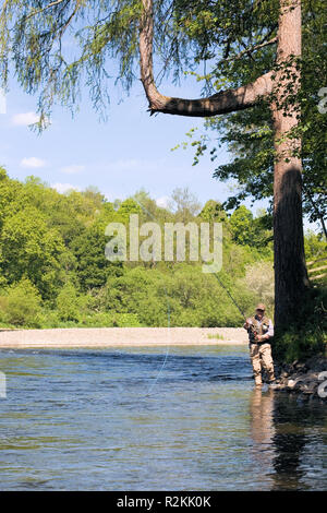 Sommer Lachs Angeln, Dryburgh Norden Beat, Fluss Tweed, Schottland Stockfoto