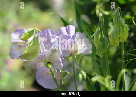 Lathyrus Odoratus "Kingfisher", eine moderne grandiflora Sweet Pea, Großbritannien Stockfoto