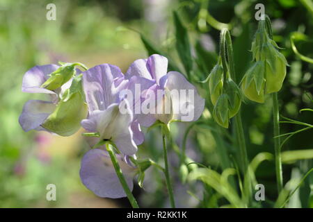 Lathyrus Odoratus "Kingfisher", eine moderne grandiflora Sweet Pea, Großbritannien Stockfoto