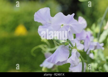 Lathyrus Odoratus. Sweet pea 'Imperial', Großbritannien Stockfoto