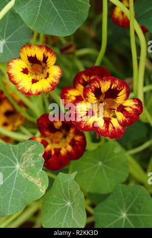Kapuzinerkresse :. Kapuzinerkresse 'Orchid Flamme", eine attraktive Winterharte jährliche Stockfoto