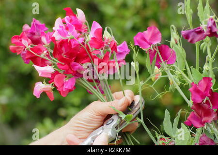 Lathyrus Odoratus. Frau Kommissionierung ein Bündel von Spencer Sweet pea Blumen in einem Englischen Garten, Großbritannien Stockfoto