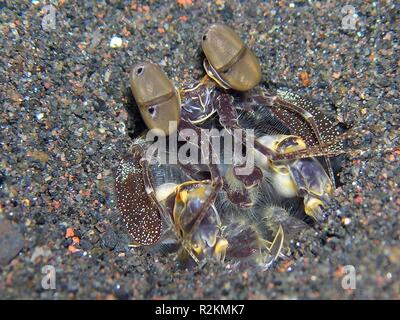 Fangschreckenkrebse Stockfoto