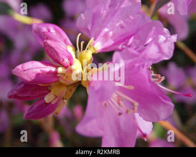 Der frühe Frühling - Alpenrose, schließen Stockfoto