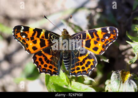 Land Karte Frühling form Stockfoto