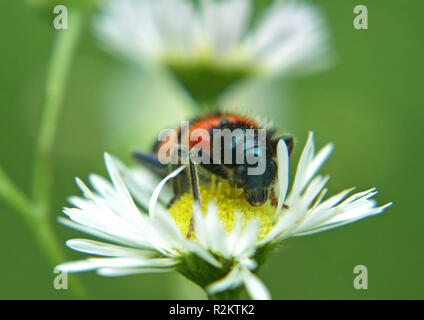 Shaggy Bee Käfer Stockfoto