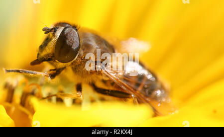 Bienen Stockfoto