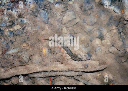 Ein salamander oder Newt wie in den felsigen Boden in einem Teich gesehen Stockfoto