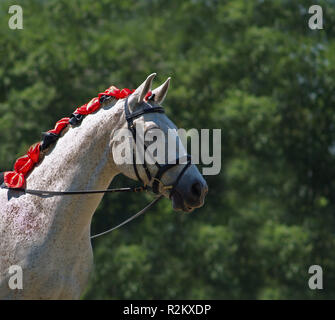 Arabische Stockfoto