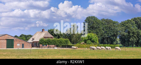 Panorama von einem idyllischen Bauernhaus mit Bäumen und grasende Kühe auf einer Wiese an einem Sommertag, Brabant, Die Niederlande. Stockfoto
