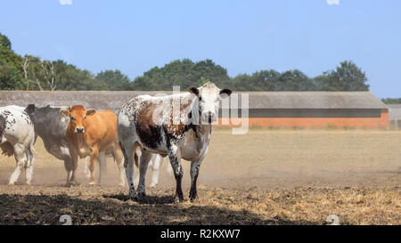 Rinder in einer staubigen trockenen Wiese an einem heissen Sommertag, Brabant, Die Niederlande. Stockfoto