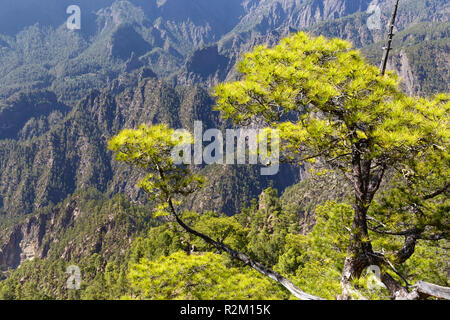 Kanarische Kiefern in der Caldera de Taburiente auf La Palma, Canaruy Inseln Stockfoto