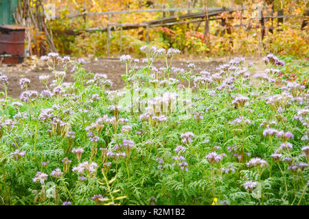 Lila Blüten von Phacelia Stockfoto