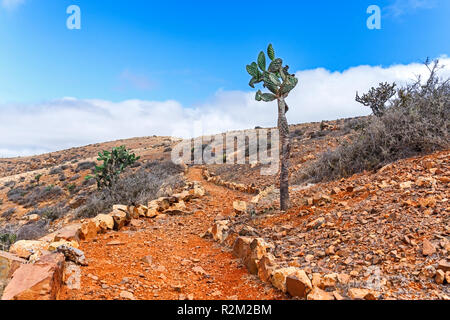 Kaktus in Wilden vulkanischen Landschaft, Fuerteventura, Kanarische Inseln Stockfoto