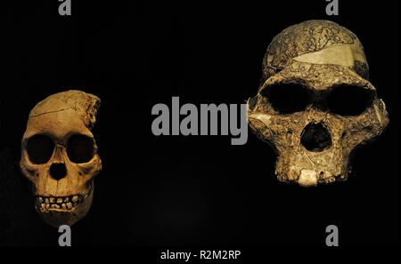 Die Vervielfältigung von zwei Australopithecus africanus Schädel. Auf der linken Seite, Taung Kind, Schädel eines Kindes individuell. 2,3 Millionen Jahre. Von Taung, Botswana; auf der rechten Seite, Frau Ples. 2,5 Millionen Jahre. In Sterkfontein, Südafrika gefunden. Pleistozän. Nationalen Archäologischen Museum in Madrid. Spanien. Stockfoto