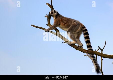 alles unter Kontrolle Stockfoto