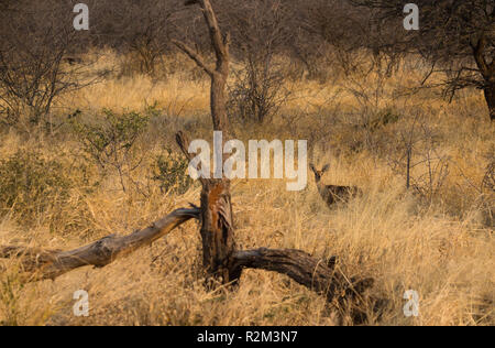 Steinböckchen (Raphicerus campestris) kleine Antilopen stehen bewegungslos in langen gelben Gras bei Sonnenuntergang im Wild at Erindi Private Game Reserve, Namibia Stockfoto