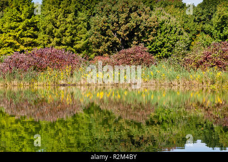 Schildkröte Teich Reflexionen. Die Aussicht auf die Schildkröte Teich im Central Park, New York City auf einem noch Herbstmorgen. Stockfoto