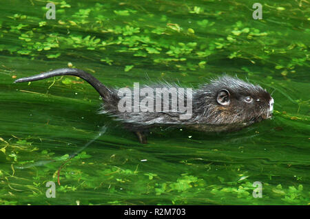 Nutria cub Essen beim Schwimmen Stockfoto