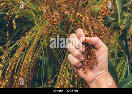 Bauer die Prüfung reif Proso Hirse (Panicum miliaceum), Nahaufnahme einer Hand, Stockfoto