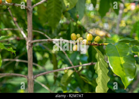 Kealakekua, Hawaii - Grüne Kaffeebohnen auf einen Baum bei Greenwell Bauernhöfe, ein bedeutender Hersteller von Kona Kaffee. Stockfoto