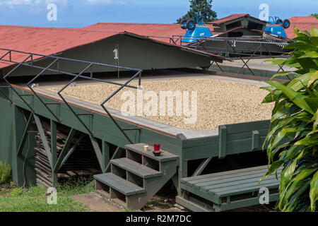 Kealakekua, Hawaii - Kaffeebohnen trocknen, bevor Sie geröstet bei Greenwell Bauernhöfe, ein bedeutender Hersteller von Kona Kaffee. Die roten Dächer können über Th aufgerollt werden. Stockfoto