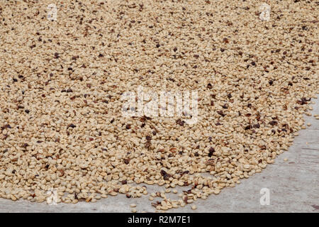 Kealakekua, Hawaii - Kaffeebohnen trocknen, bevor Sie geröstet bei Greenwell Bauernhöfe, ein bedeutender Hersteller von Kona Kaffee. Stockfoto