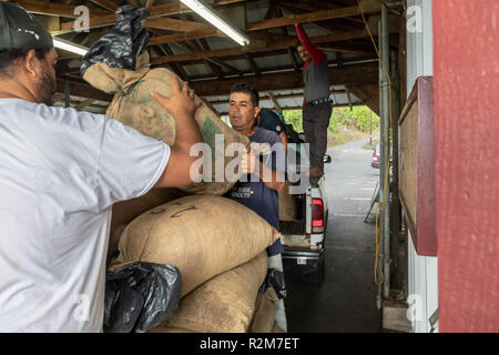 Captain Cook, Hawaii - Arbeitnehmer entlasten rohe Kaffeebohnen (kaffeekirschen) von einer unabhängigen Bauern im Royal Kona Kaffee Rösterei. Stockfoto