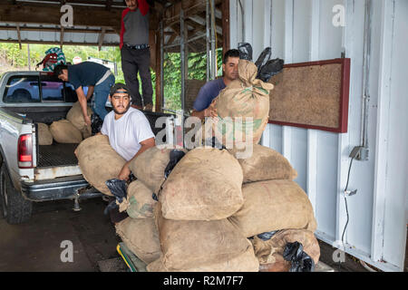 Captain Cook, Hawaii - Arbeitnehmer entlasten rohe Kaffeebohnen (kaffeekirschen) von einer unabhängigen Bauern im Royal Kona Kaffee Rösterei. Stockfoto