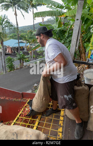 Captain Cook, Hawaii - ein Arbeiter entlädt rohe Kaffeebohnen (kaffeekirschen) von einer unabhängigen Bauern im Royal Kona Kaffee Rösterei. Stockfoto