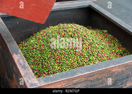 Captain Cook, Hawaii - Rote und grüne Kaffeebohnen (kaffeekirschen) im Royal Kona Kaffee Rösterei. Stockfoto