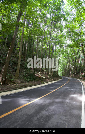 Ein Wald, Loboc, Bohol, Philippinen Stockfoto