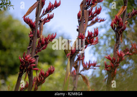 A bellbird Huscht unter den Blumen Essen auf Nektar und bestäuben Der flaxes wie es geht Stockfoto