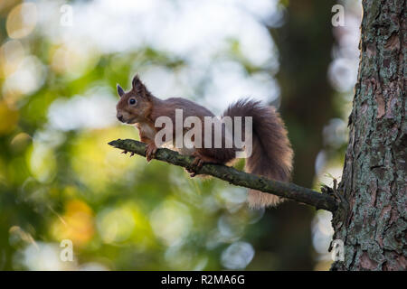 Eichhörnchen (Sciurus vulgaris) sitzt auf einem hohen Ast Hintergrundbeleuchtung durch Sonnenlicht, das durch die Baumkronen. Stockfoto