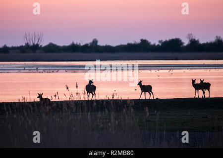 Rehe sind in schönen Sonnenuntergang Landschaft auf See. Naturschutzgebiet Oostvaardersplassen, Niederlande Stockfoto