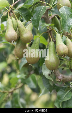 Reife Birnen auf einem Baum. Stockfoto