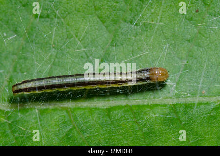 Zellers Macalla, Macalla zelleri, Larven auf Gift Ivy, Toxicodendron Radicans Stockfoto