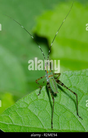 Bush, Katydid Scudderia sp., Nymphe Stockfoto