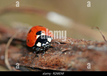 sieben-Punkt-Marienkäfer Stockfoto