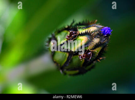 Ameisen auf Centaurea montana Stockfoto