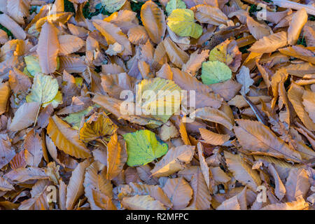 Ein Teppich aus schöne bunte Blätter im Herbst auf dem Waldboden, von Bäumen während der saisonalen Blatt Herbst gefallen. Stockfoto