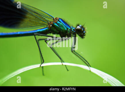 Balancing Dragonfly Stockfoto