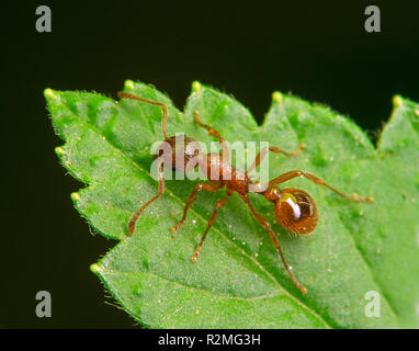 Myrmica rubra Stockfoto