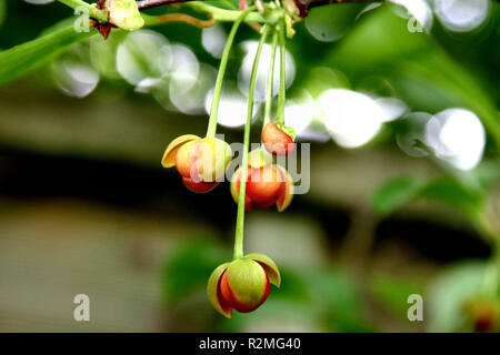 Schisandra Blumen Stockfoto