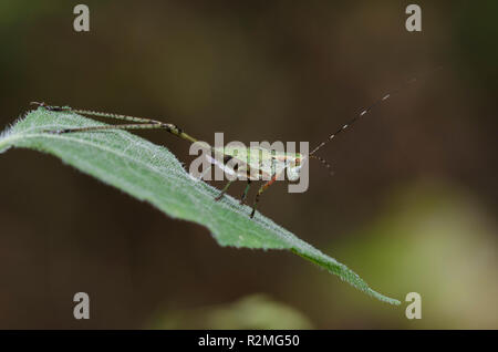 Bush, Katydid Scudderia sp., weibliche Nymphe Stockfoto